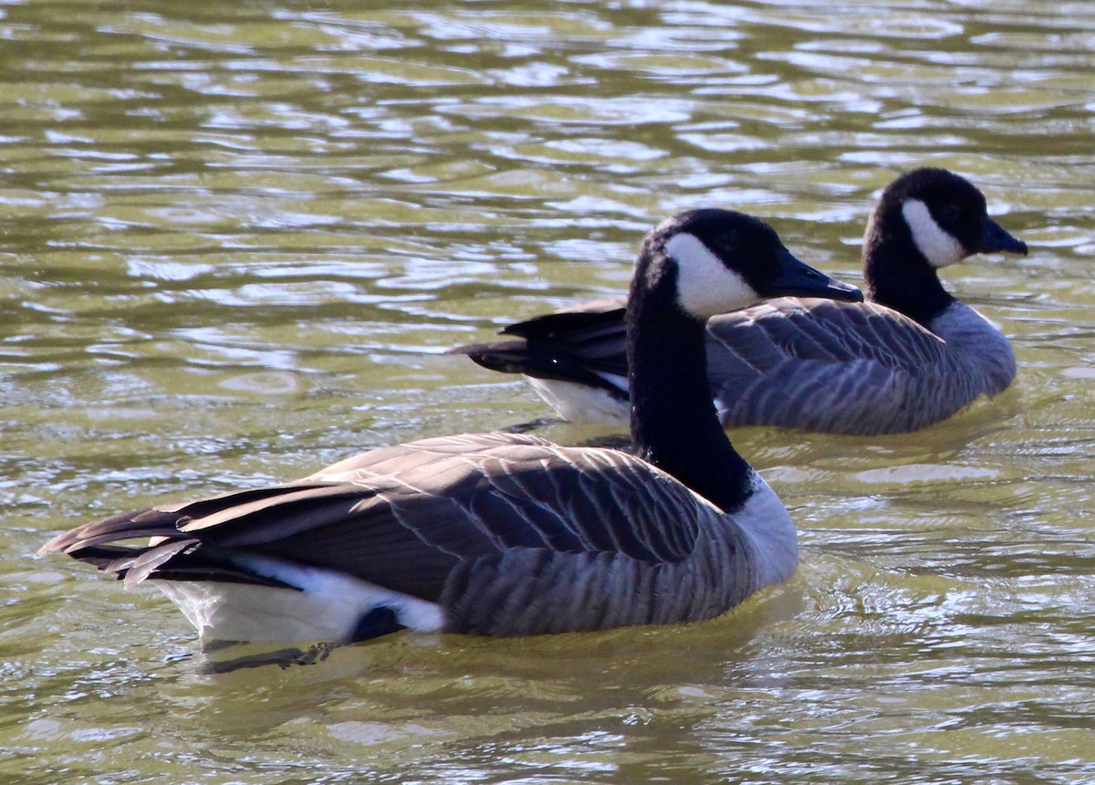 Cackling Goose - ML624226453