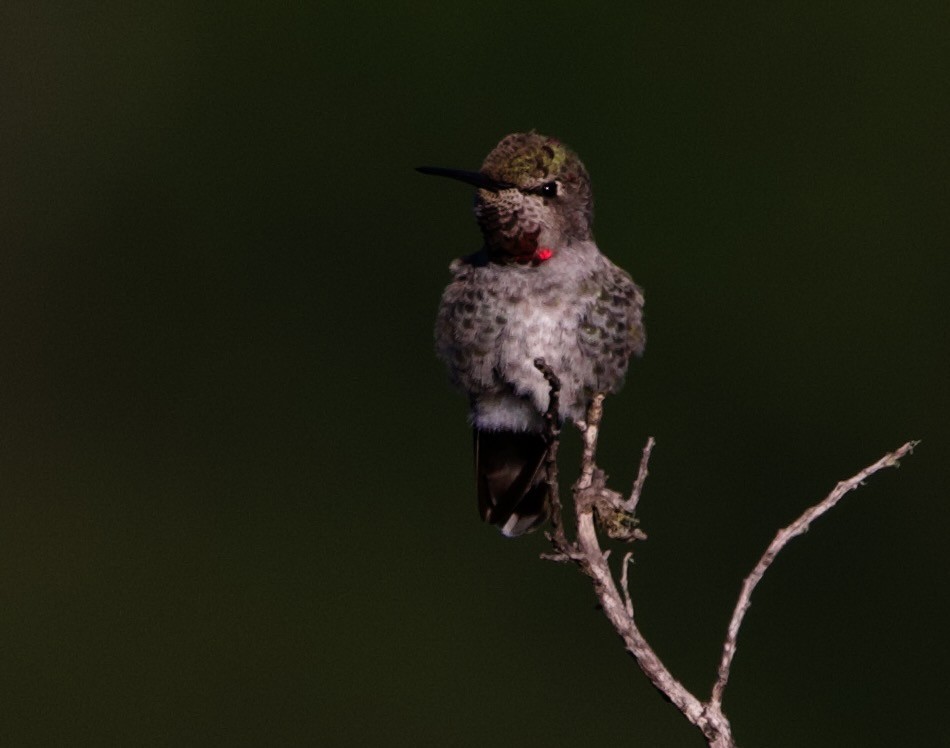 Anna's Hummingbird - ML624226454