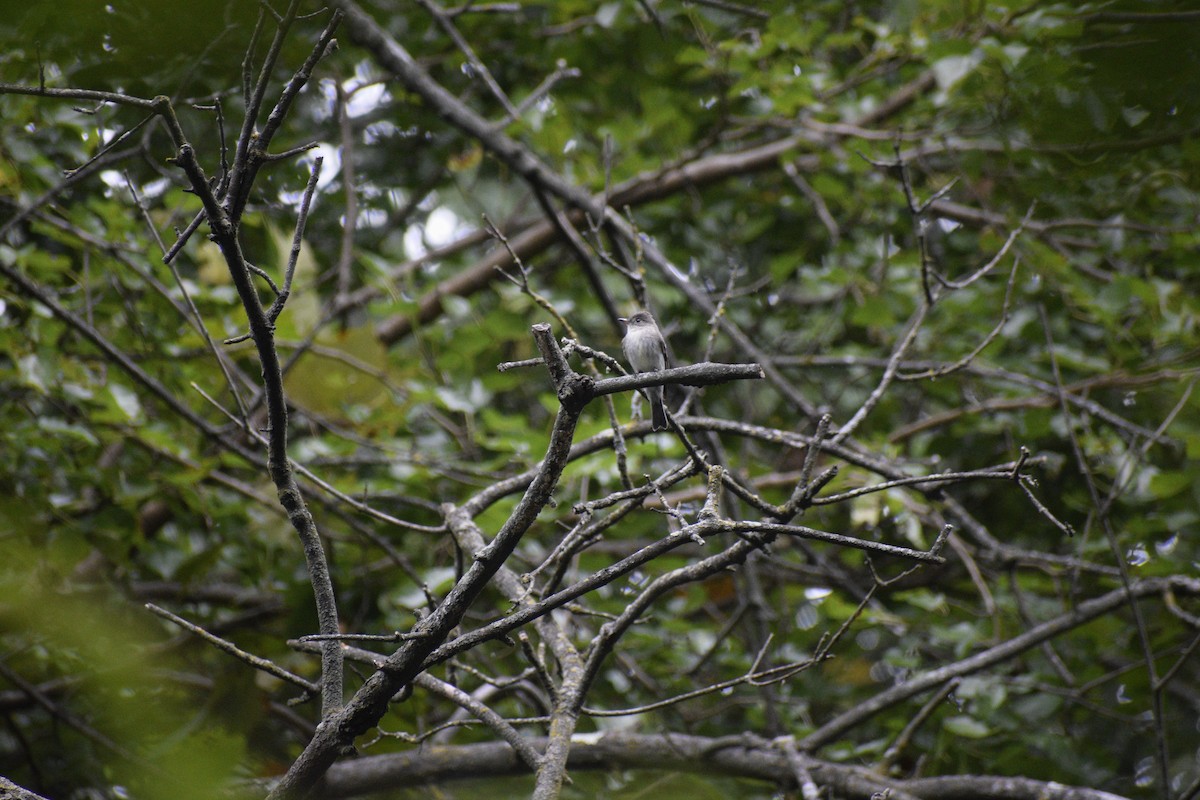 Eastern Wood-Pewee - Sam Barasch