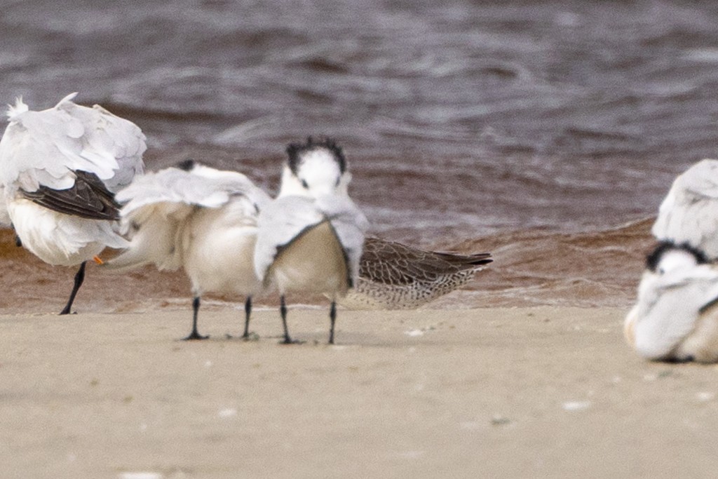 Lesser/Greater Yellowlegs - ML624226457