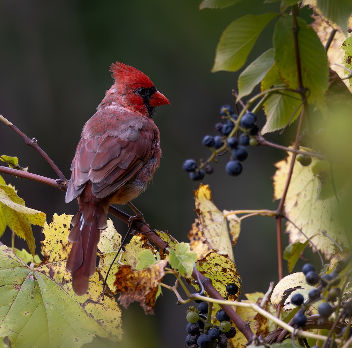 Northern Cardinal - ML624226461