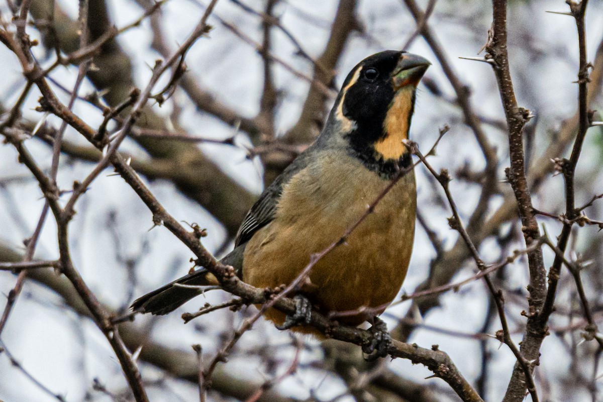 Golden-billed Saltator - ML624226463