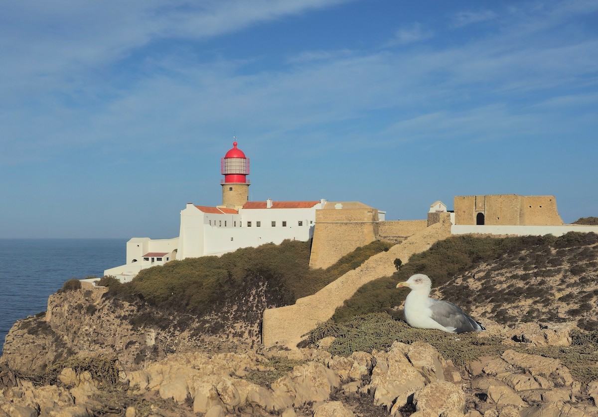 Yellow-legged Gull (michahellis) - ML624226465