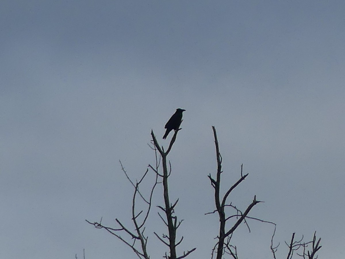 Common Raven - ML624226466