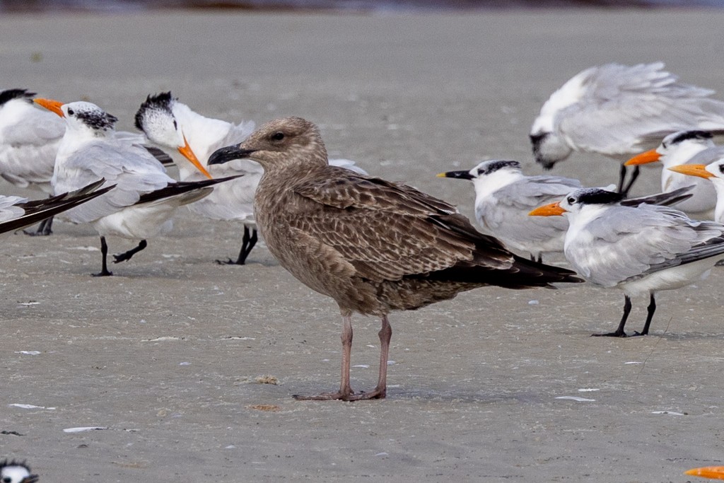 Herring Gull - ML624226467