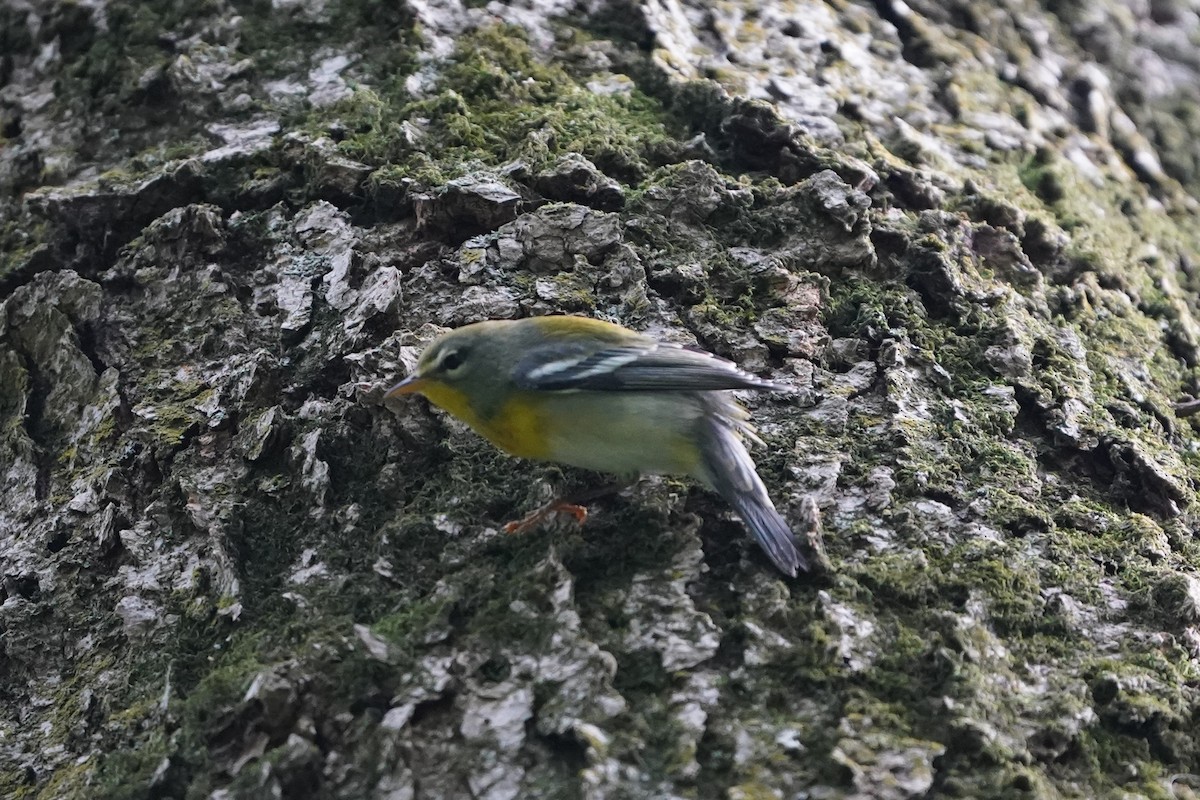 Northern Parula - Christine W.