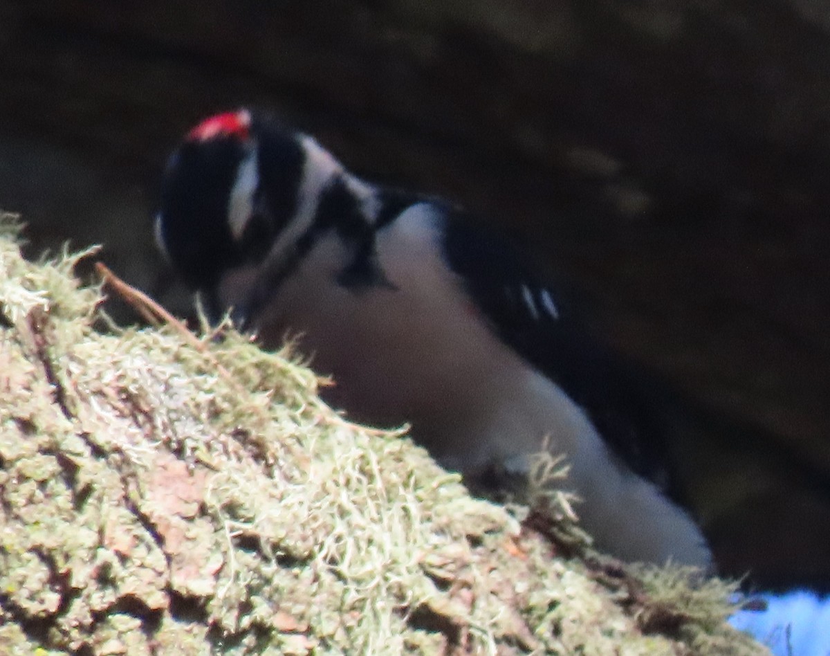 Hairy Woodpecker - ML624226476