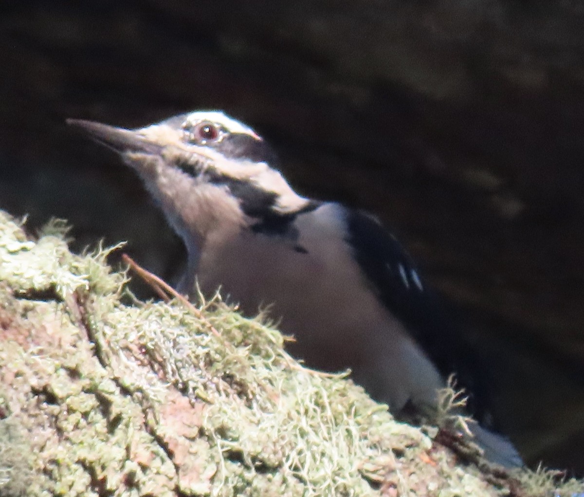 Hairy Woodpecker - ML624226477