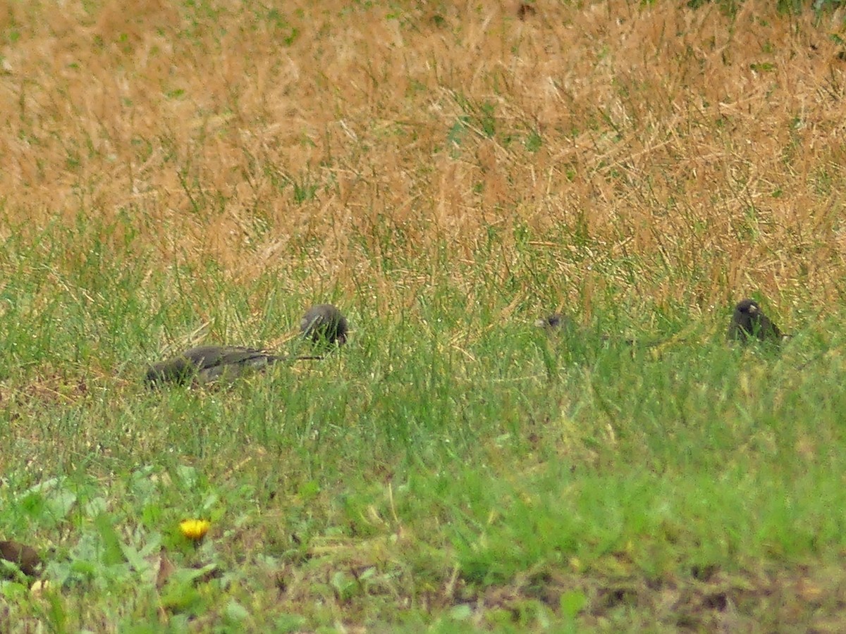 Dark-eyed Junco - ML624226478