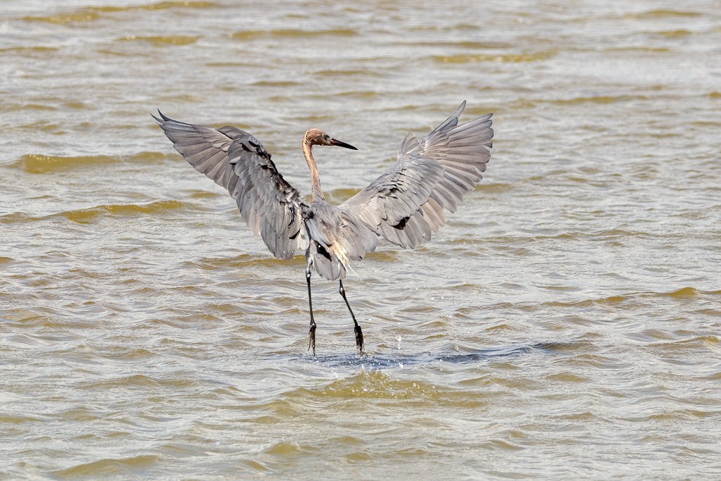 Reddish Egret - ML624226480