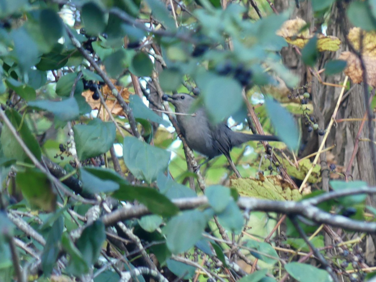 Gray Catbird - ML624226483