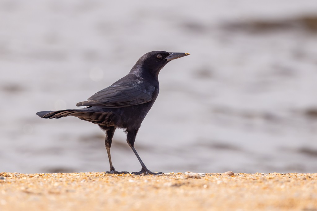 Boat-tailed Grackle - ML624226498