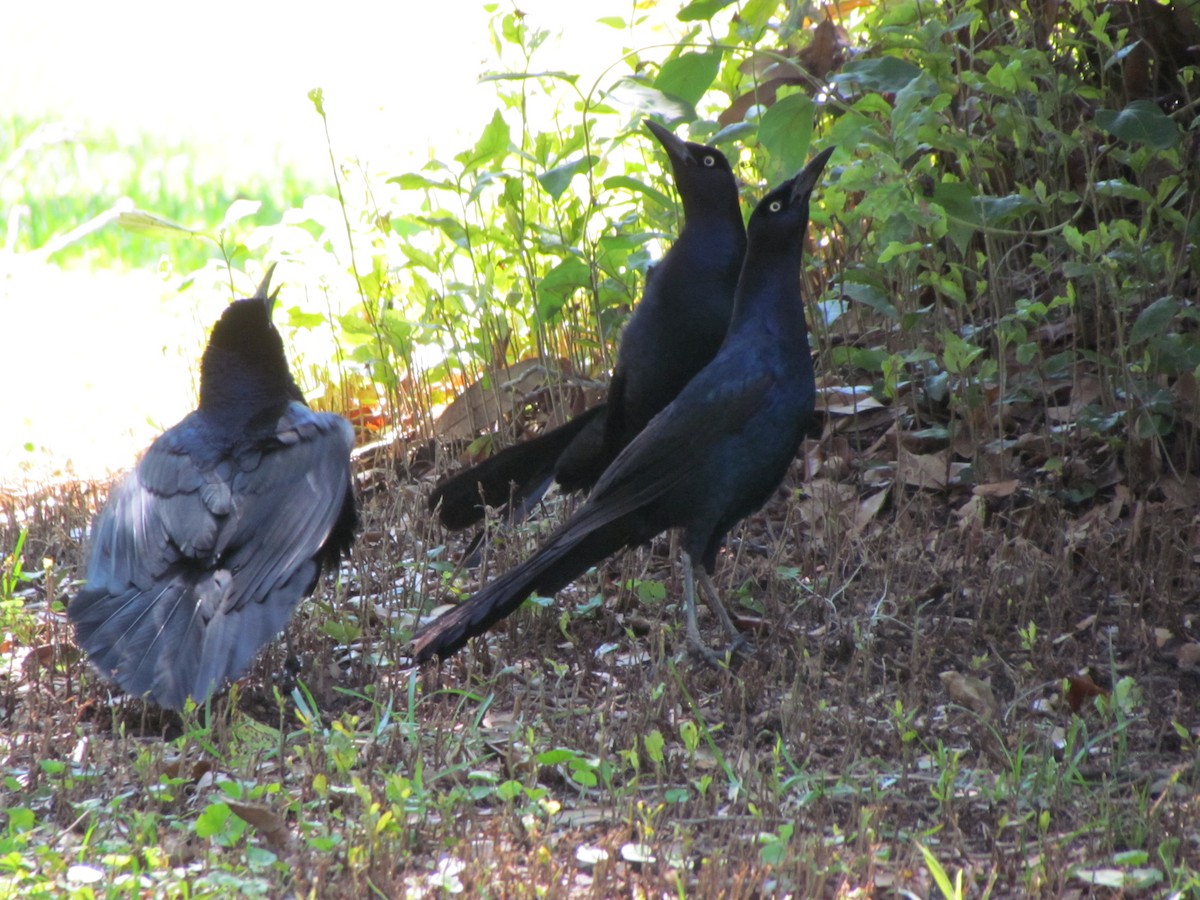 Boat-tailed Grackle - ML624226510