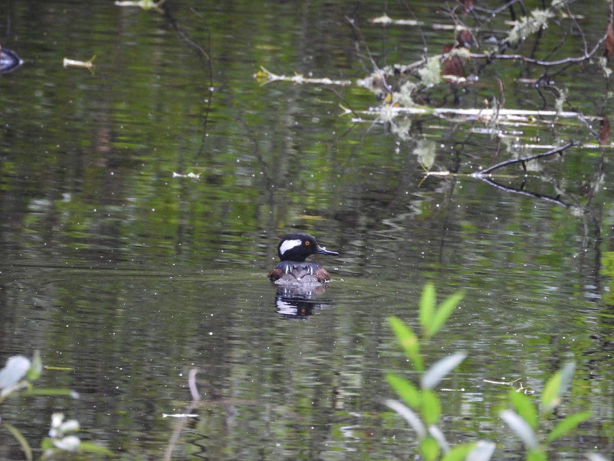 Hooded Merganser - ML624226543