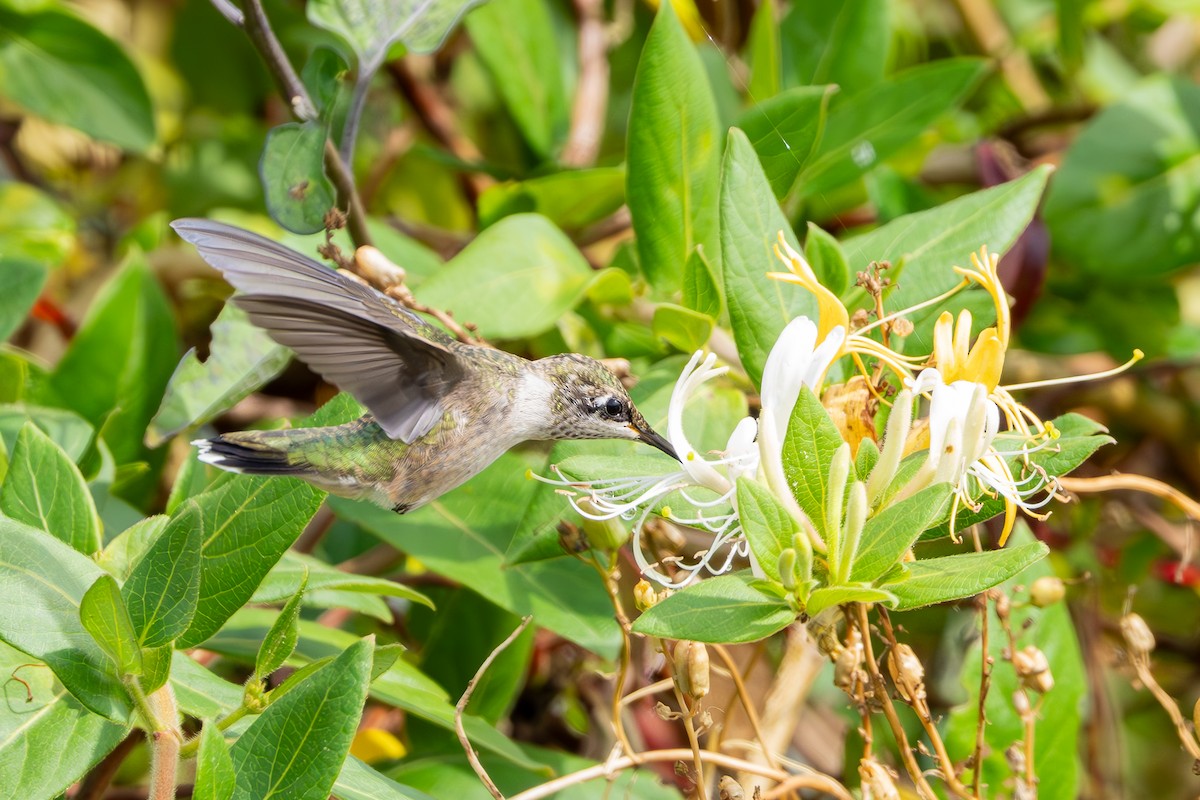 Colibrí Gorjirrubí - ML624226546