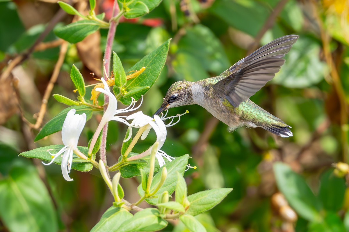 Colibrí Gorjirrubí - ML624226547