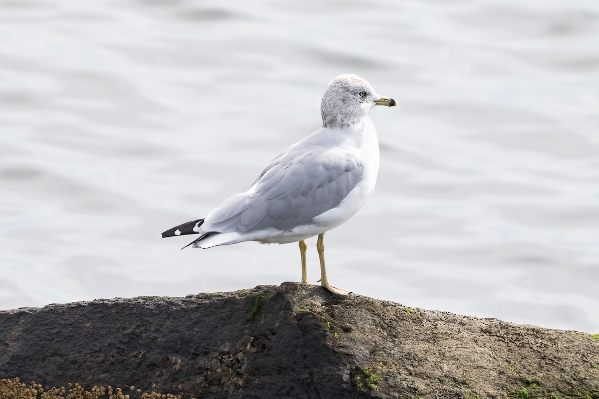 Gaviota de Delaware - ML624226551