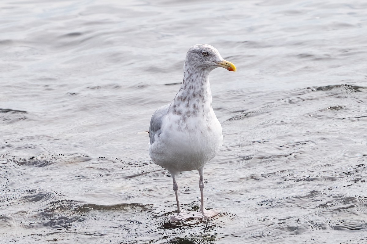 Gaviota Argéntea - ML624226554