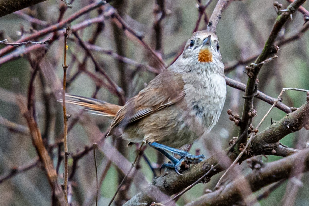 Short-billed Canastero - Kurt Gaskill