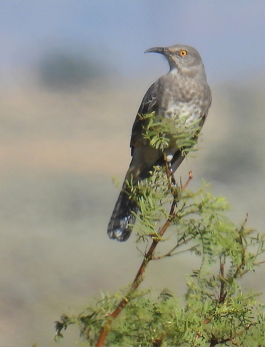 Curve-billed Thrasher (curvirostre Group) - ML624226569