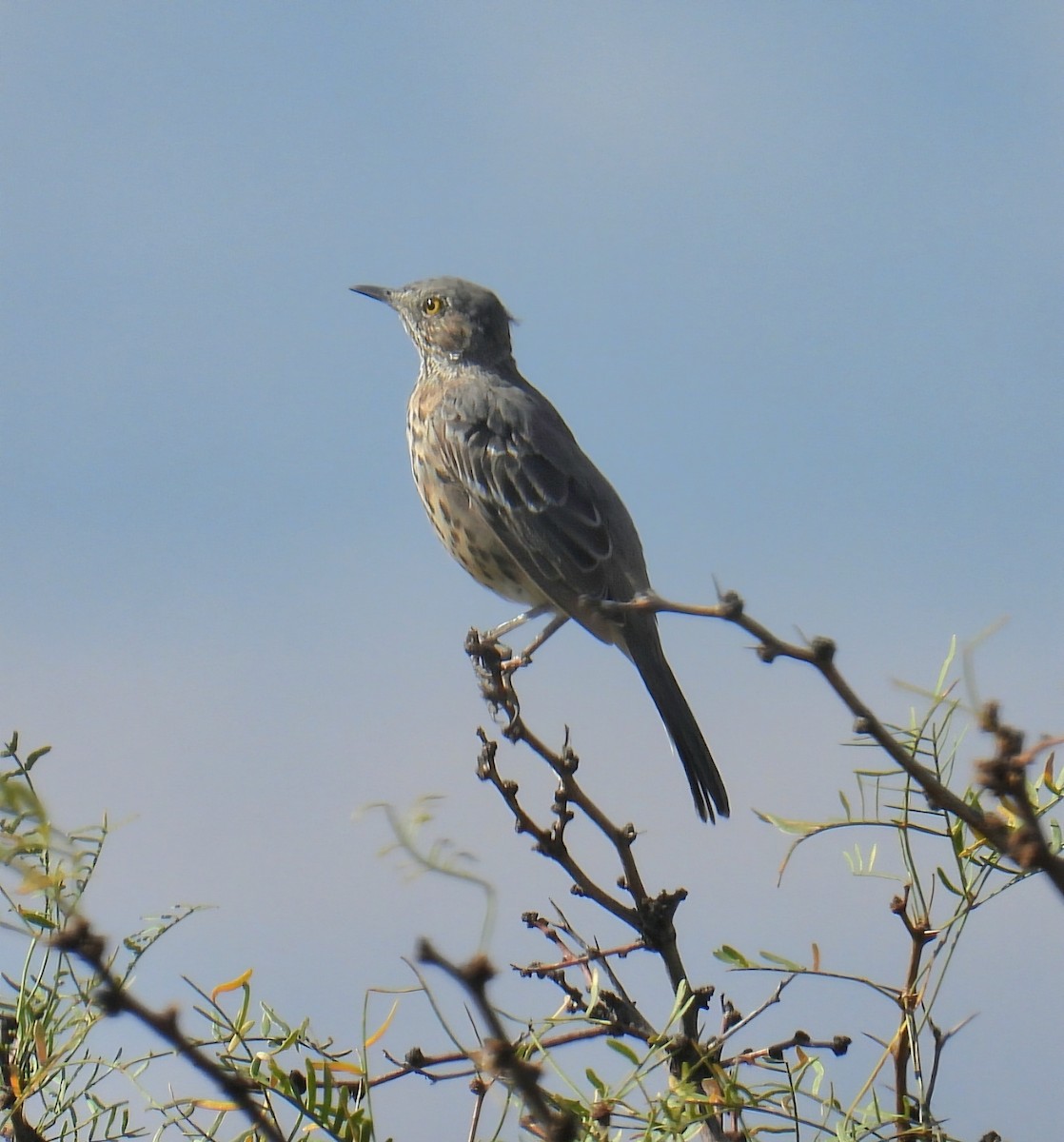 Sage Thrasher - ML624226571