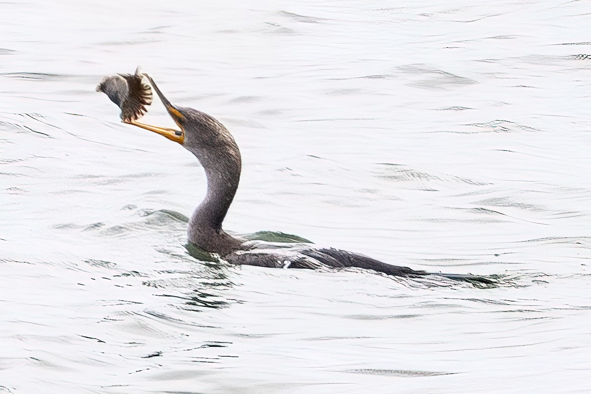 Double-crested Cormorant - Shori Velles