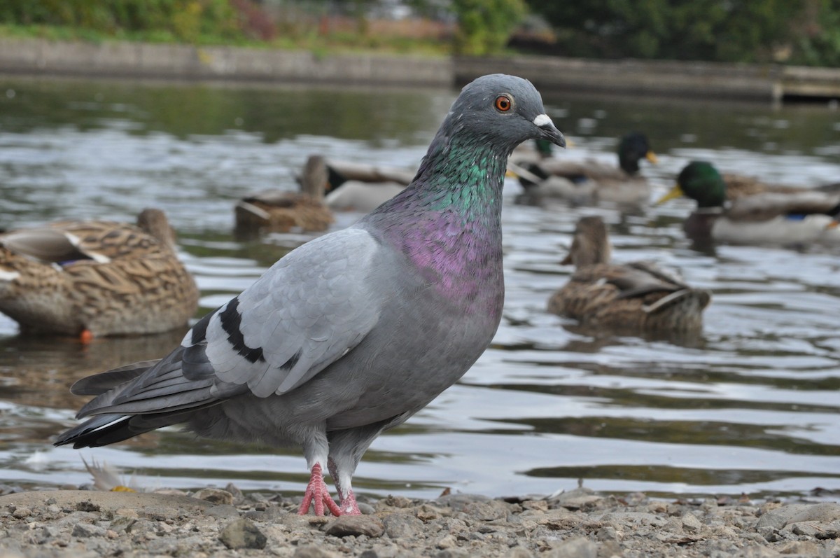 Rock Pigeon (Feral Pigeon) - ML624226579