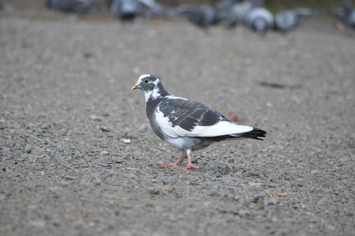 Rock Pigeon (Feral Pigeon) - ML624226580