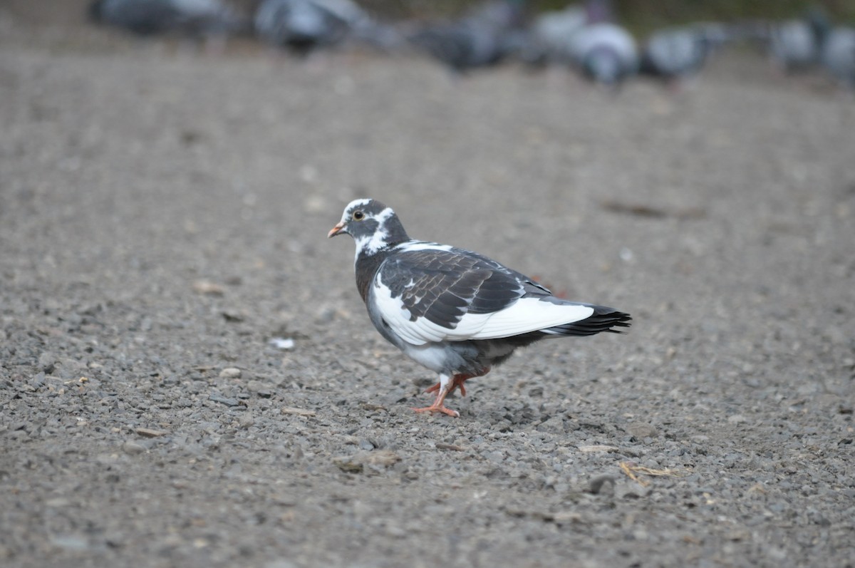 Rock Pigeon (Feral Pigeon) - ML624226582