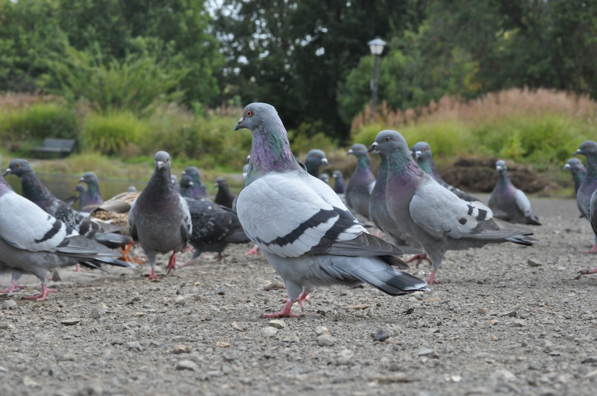 Rock Pigeon (Feral Pigeon) - ML624226584