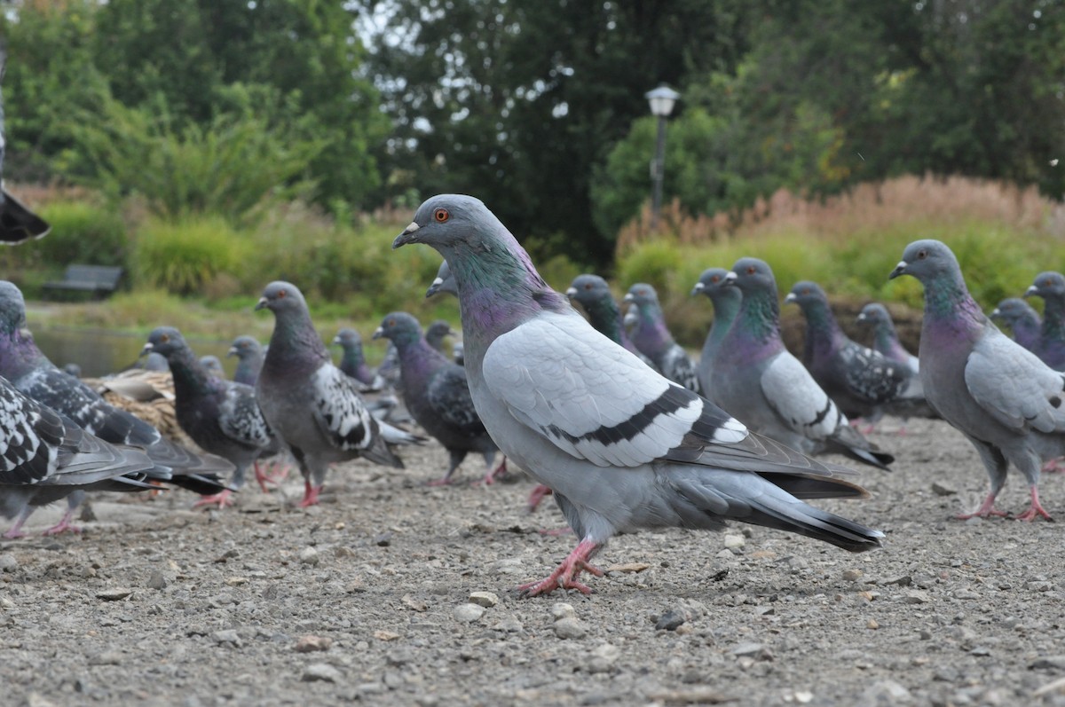 Rock Pigeon (Feral Pigeon) - Samuel Rodgers