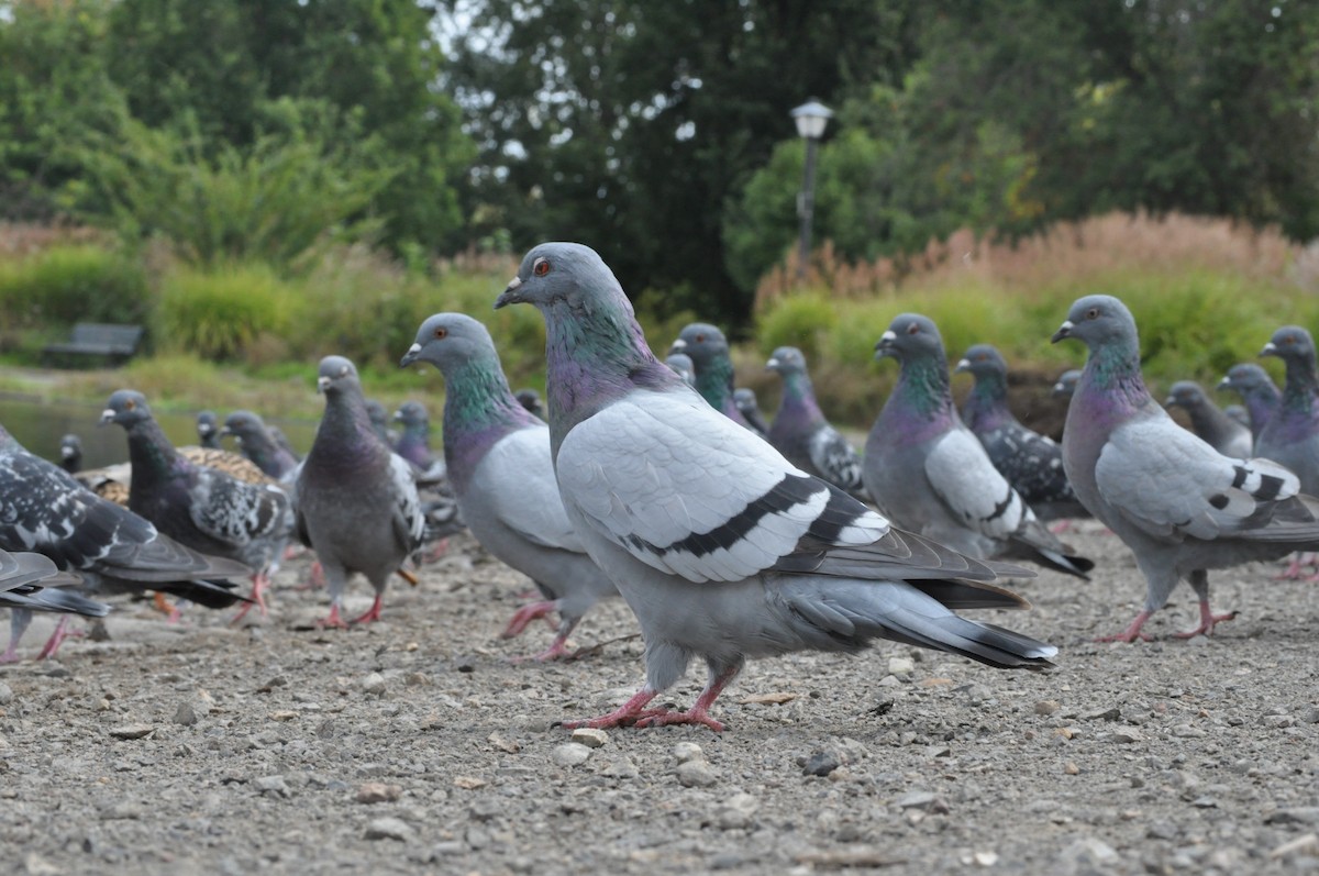 Rock Pigeon (Feral Pigeon) - ML624226586