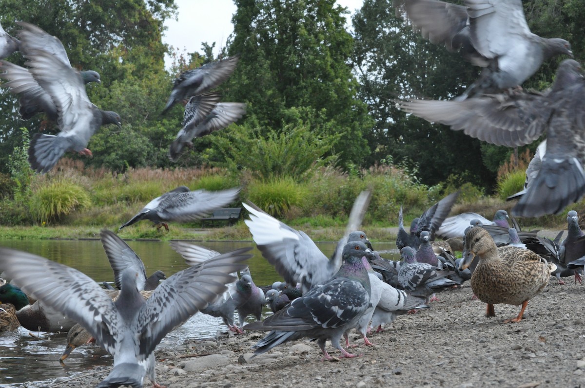 Rock Pigeon (Feral Pigeon) - ML624226587