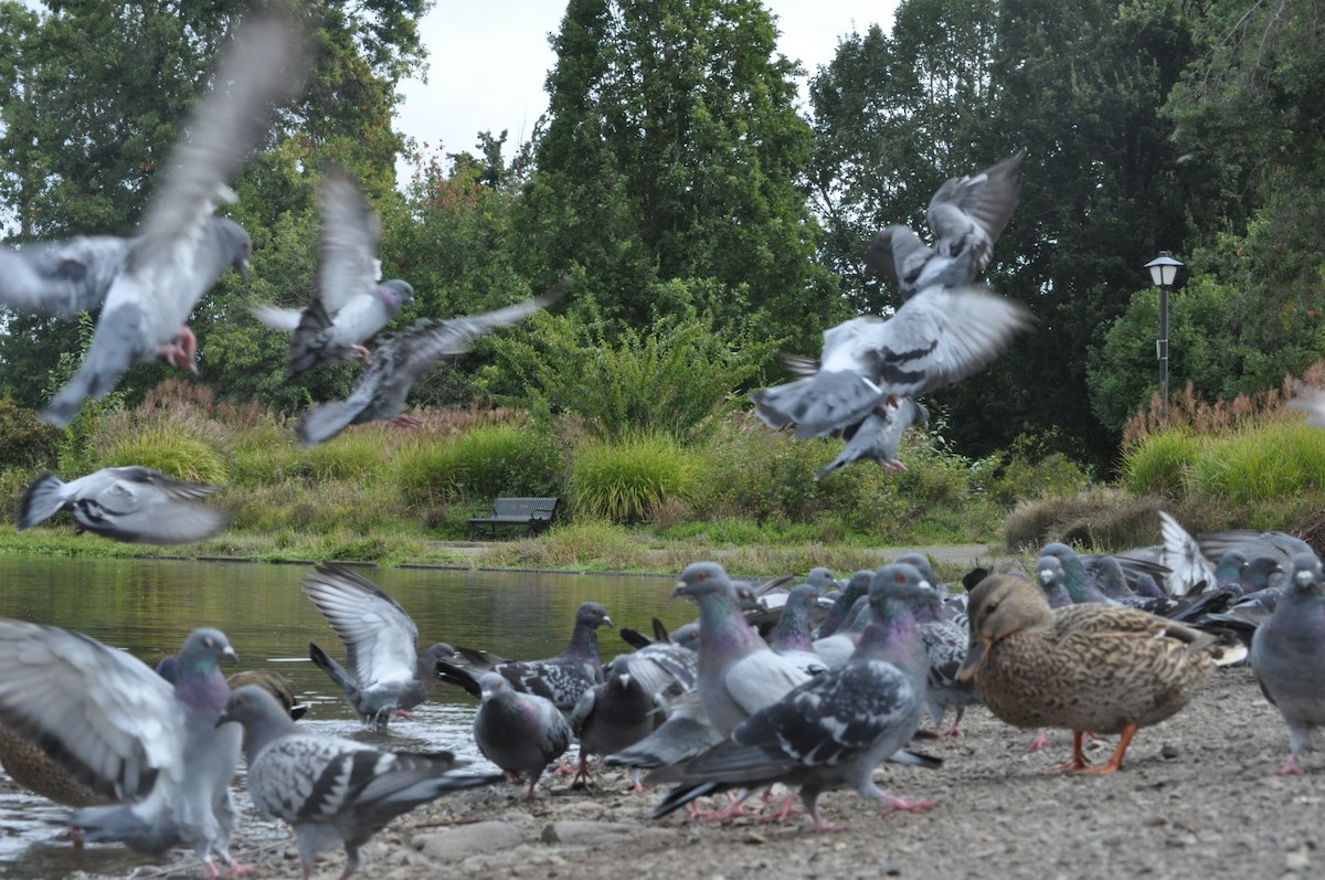 Rock Pigeon (Feral Pigeon) - ML624226589