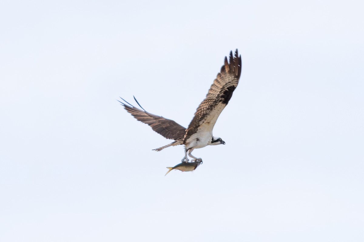 Águila Pescadora - ML624226590