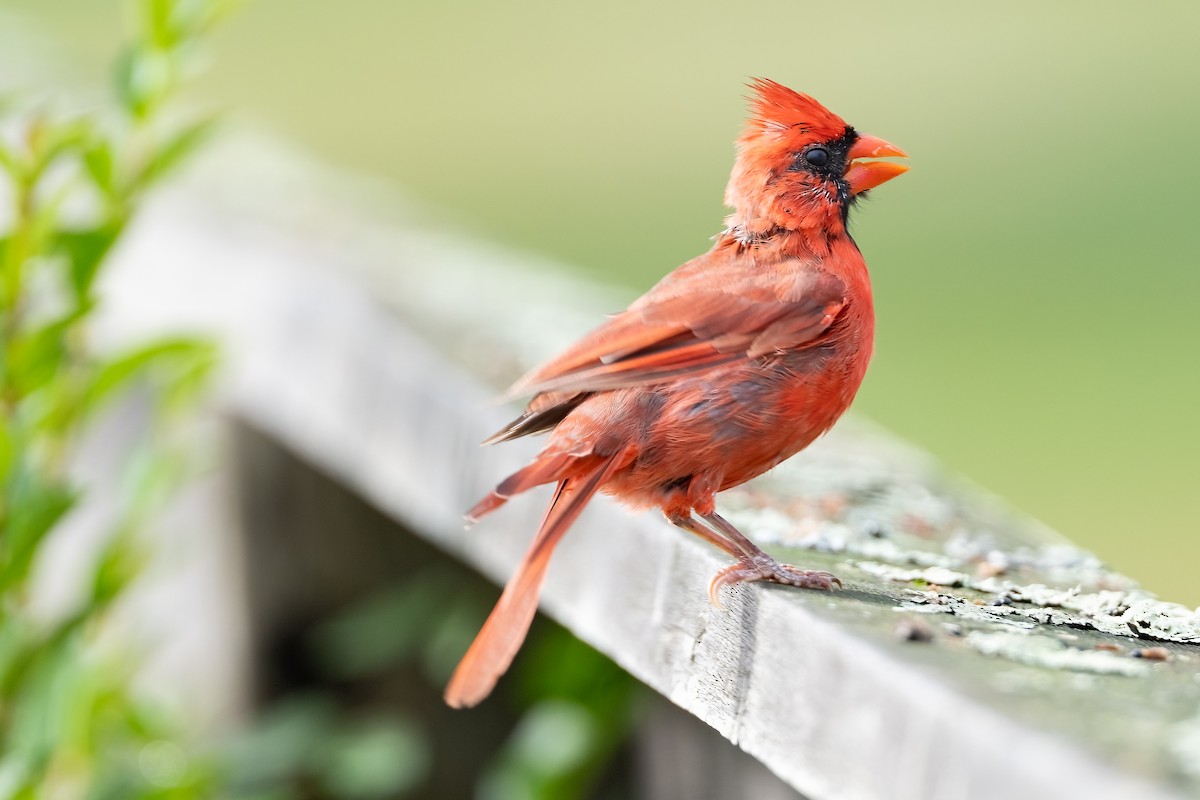 Cardenal Norteño - ML624226597