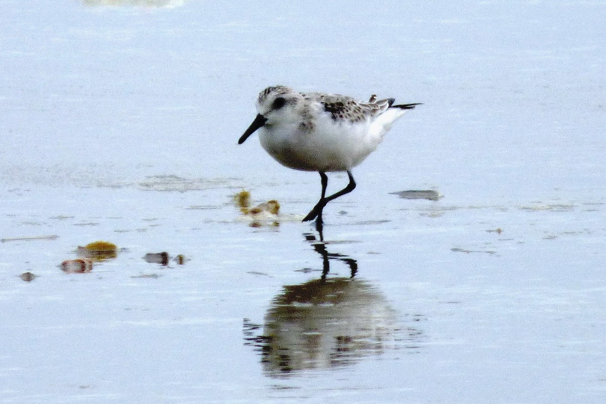 Sanderling - ML624226614