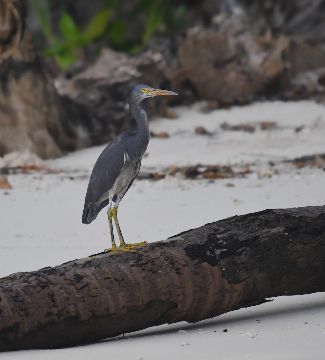 Pacific Reef-Heron - ML624226619