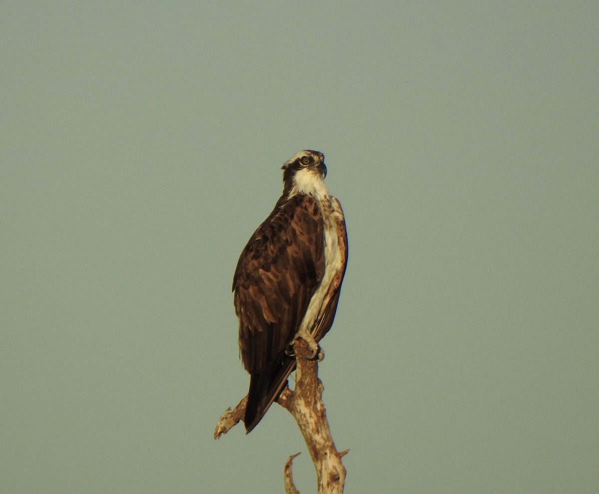 Osprey - ML624226620