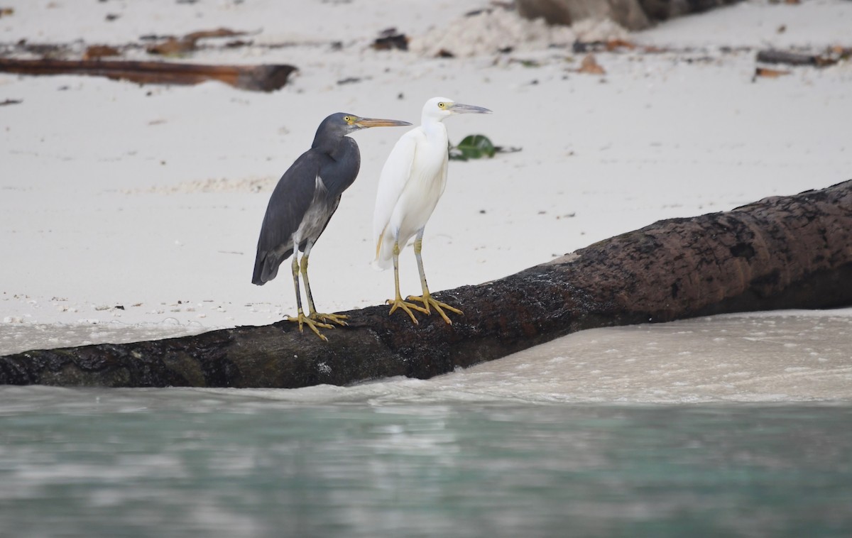 Pacific Reef-Heron - Kalin Ocaña