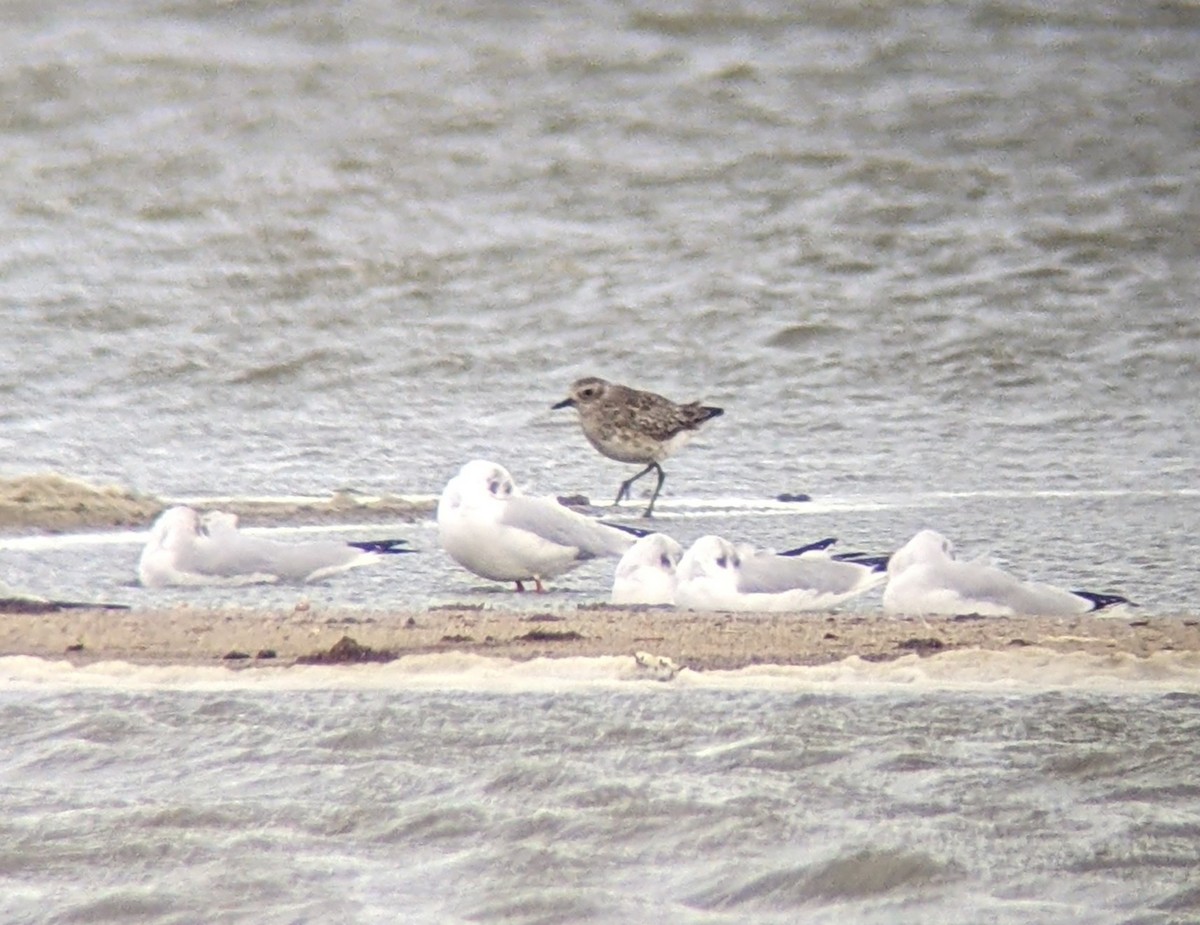 Black-bellied Plover - ML624226628