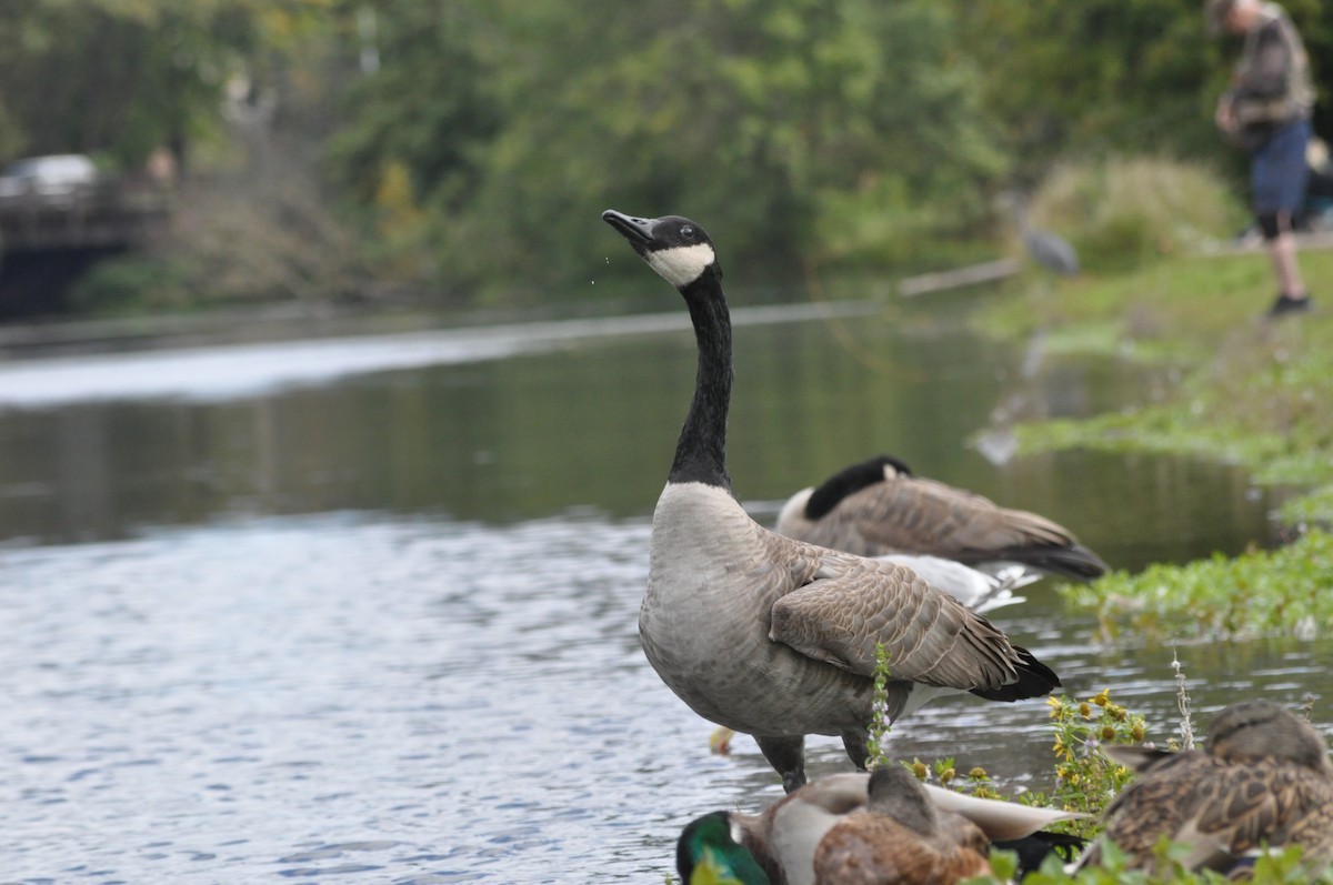 Canada Goose - Samuel Rodgers