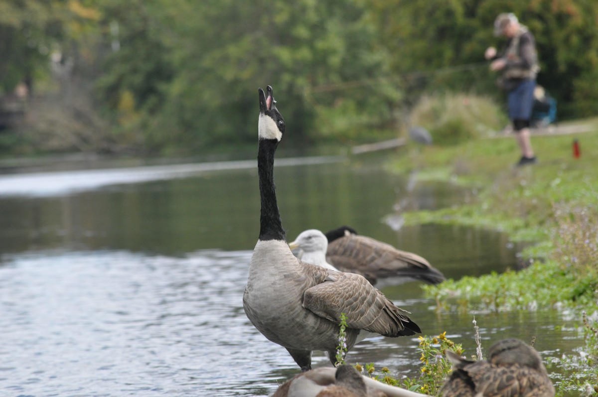 Canada Goose - ML624226636