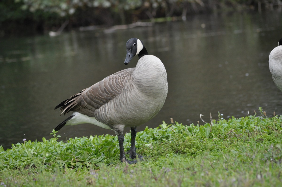 Canada Goose - ML624226637