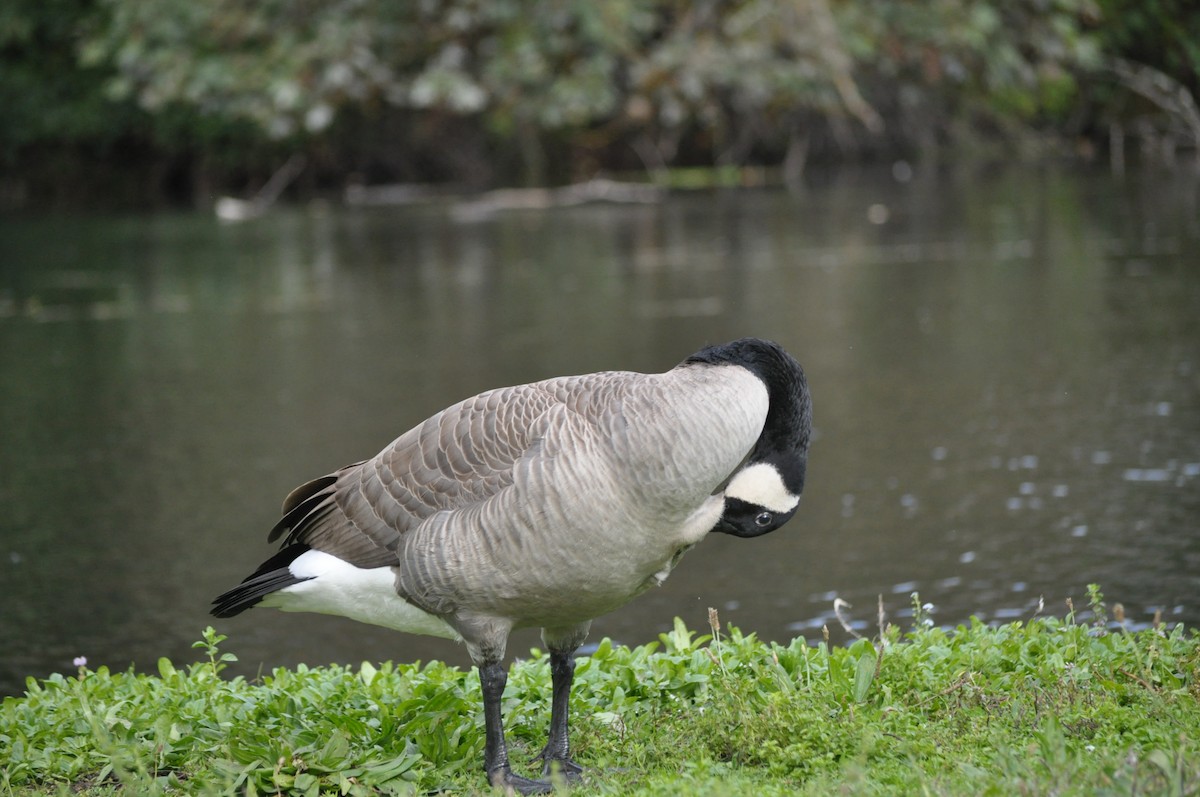 Canada Goose - ML624226638