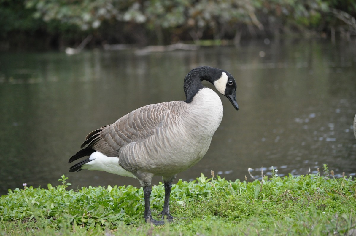 Canada Goose - ML624226639