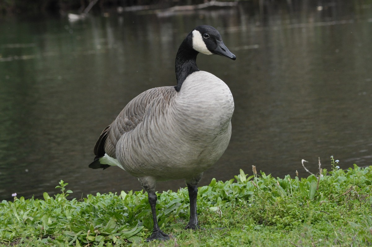 Canada Goose - ML624226640