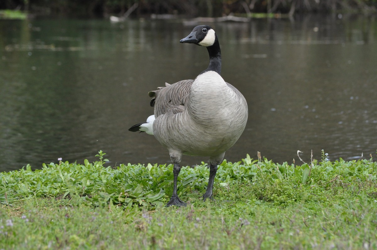 Canada Goose - ML624226641