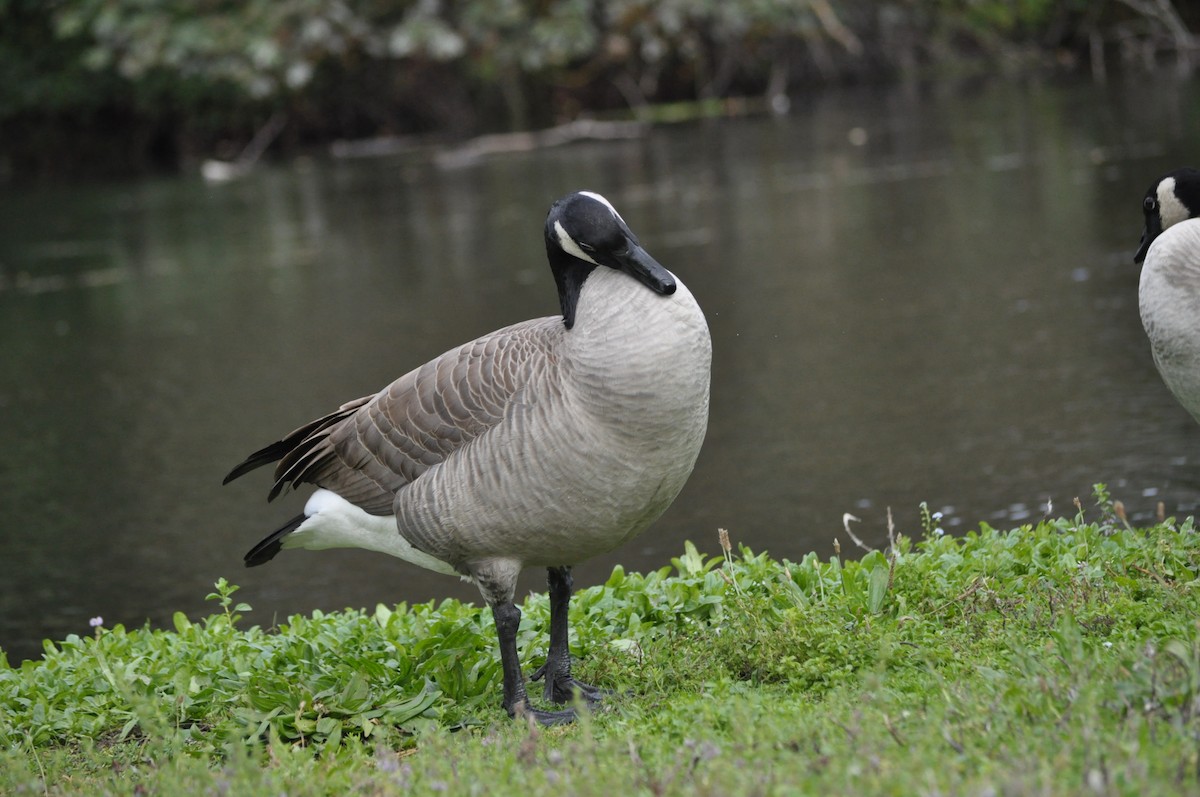 Canada Goose - ML624226642