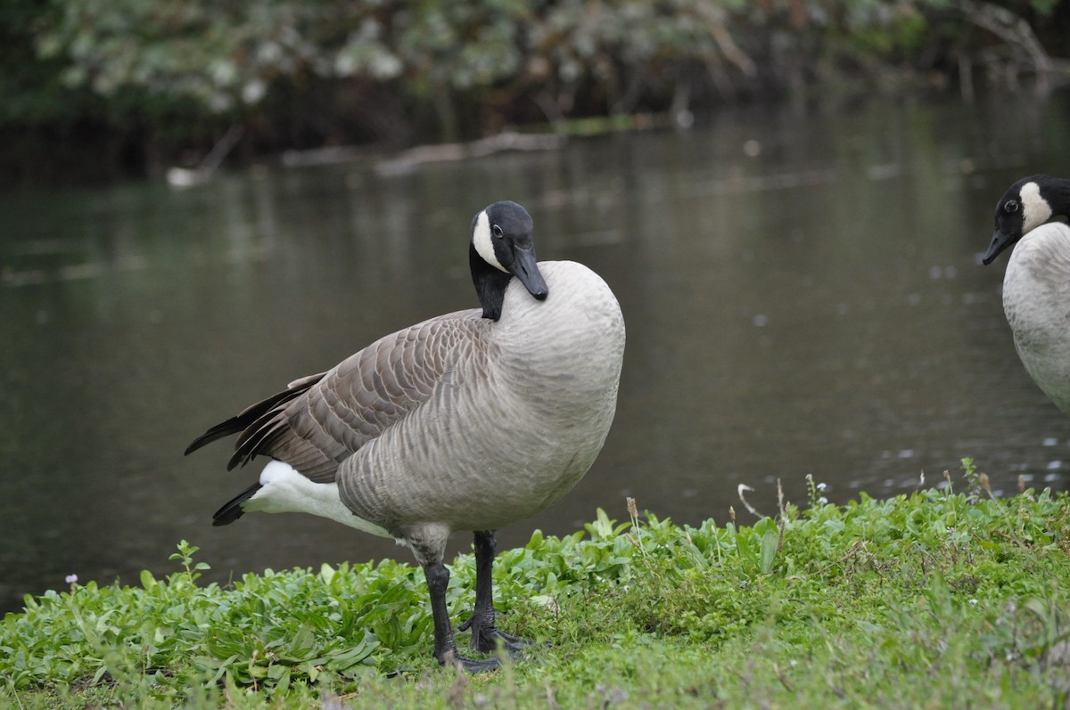 Canada Goose - ML624226643